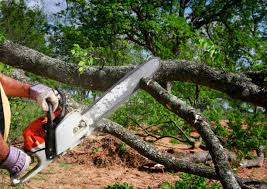 Trusted Fairlea, WV  Tree Services Experts